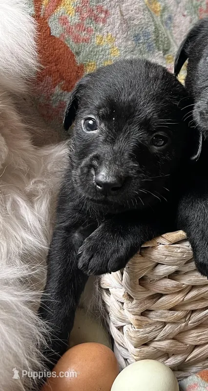 Reed – Labrador Retriever puppy for sale in Beaver Dams, NY
