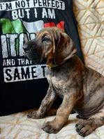 Luca, a male Great Dane for sale in Beaver Dams, NY – 3 of 6