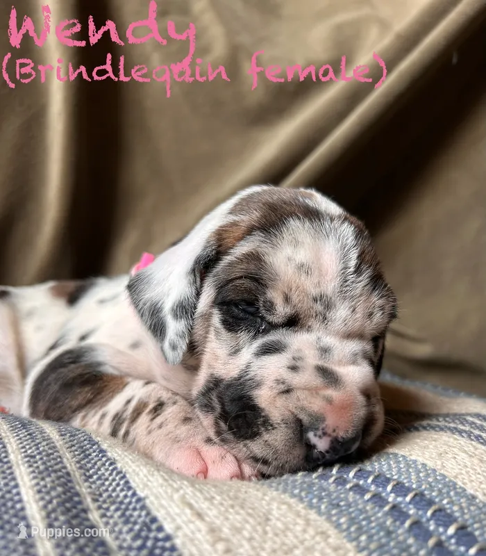 Wendy – Great Dane puppy for sale in Beaver Dams, NY