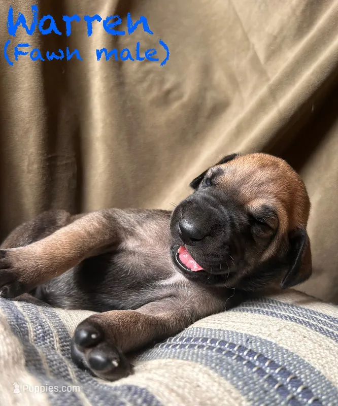 Warren – Great Dane puppy for sale in Beaver Dams, NY