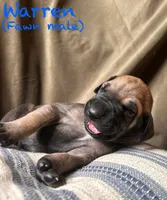 Warren, a male Great Dane for sale in Beaver Dams, NY – 1 of 7