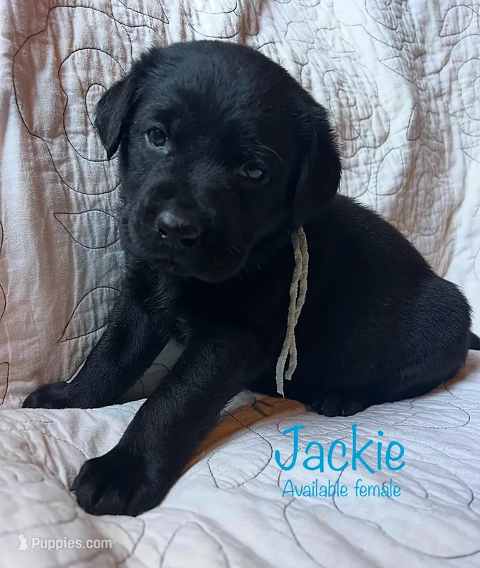 Jackie – Labrador Retriever puppy for sale in Beaver Dams, NY