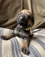Winnie, a female Great Dane for sale in Beaver Dams, NY – 3 of 7