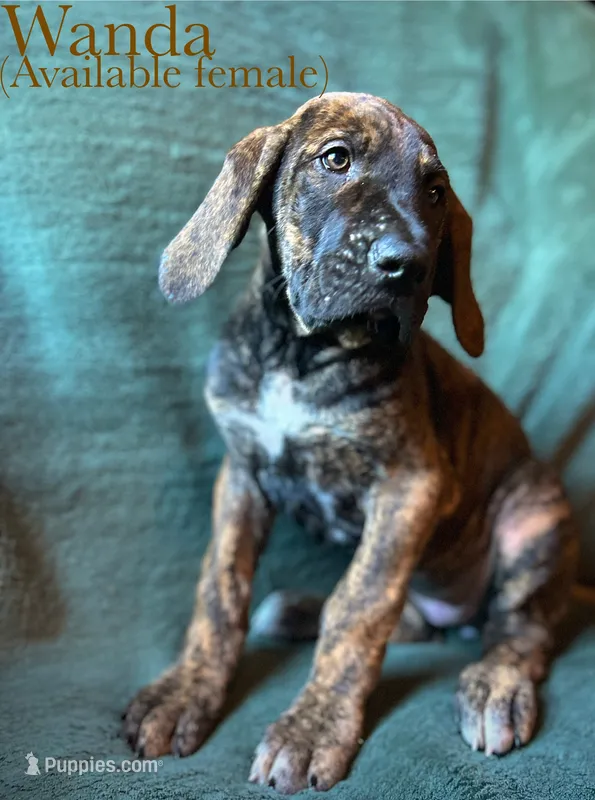 Wanda – Great Dane puppy for sale in Beaver Dams, NY