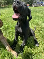 Giulia, a female Great Dane for sale in Beaver Dams, NY – 3 of 6