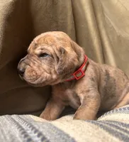 Winston, a male Great Dane for sale in Beaver Dams, NY – 2 of 7