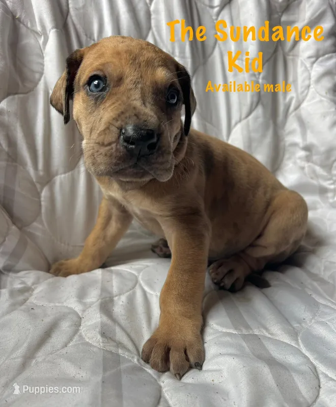 The Sundance kid – Great Dane puppy for sale in Beaver Dams, NY
