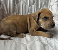 The Sundance kid, a male Great Dane for sale in Beaver Dams, NY – Photo 3 of 6