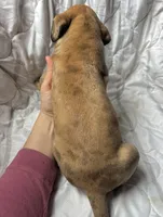 The Sundance kid, a male Great Dane for sale in Beaver Dams, NY – Photo 4 of 6