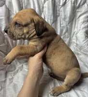 The Sundance kid, a male Great Dane for sale in Beaver Dams, NY – Photo 2 of 6