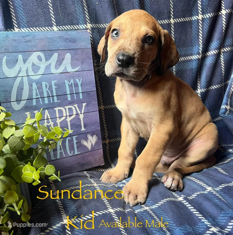 The Sundance kid – Great Dane puppy for sale in Beaver Dams, NY