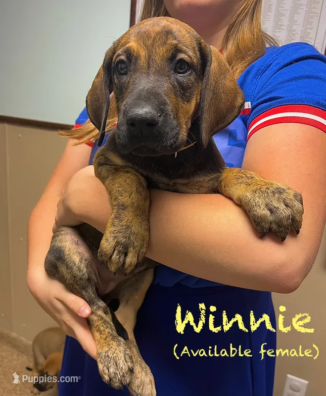 Winnie – Great Dane puppy for sale in Beaver Dams, NY