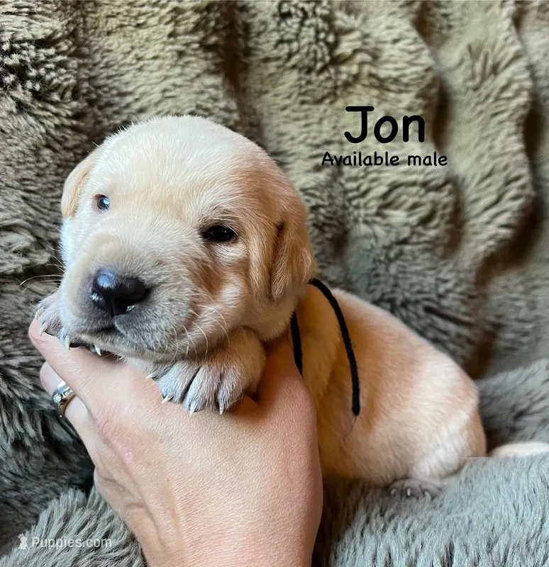 Jon – Labrador Retriever puppy for sale in Beaver Dams, NY