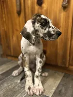 Wendy, a female Great Dane for sale in Beaver Dams, NY – 2 of 5