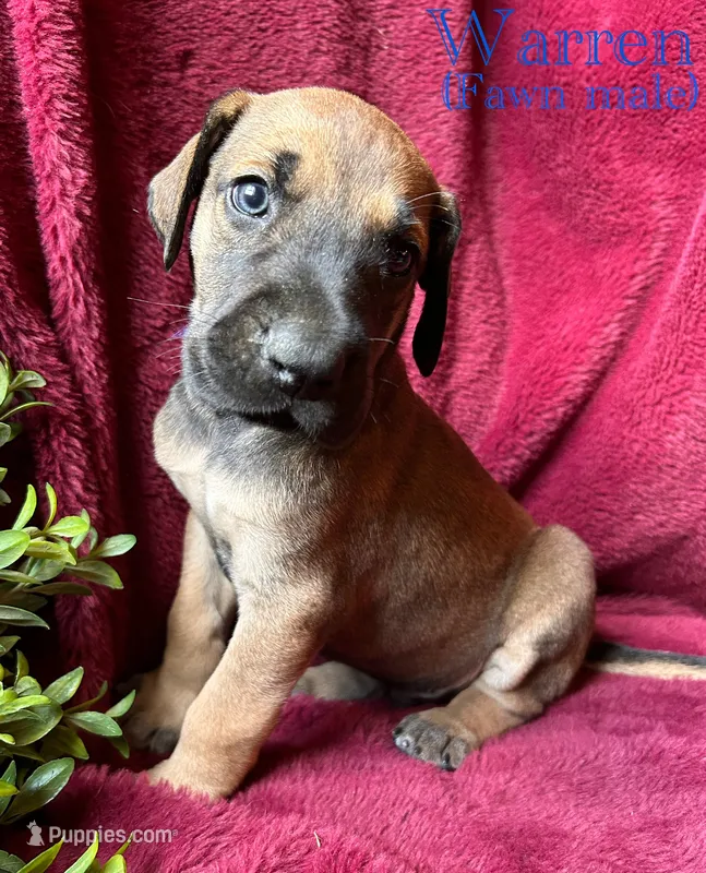 Warren – Great Dane puppy for sale in Beaver Dams, NY