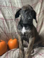 Wanda, a female Great Dane for sale in Beaver Dams, NY – 2 of 5