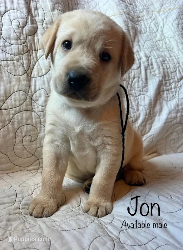 Jon – Labrador Retriever puppy for sale in Beaver Dams, NY