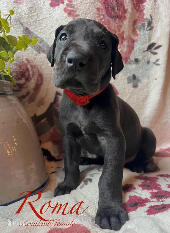 Roma – Great Dane puppy for sale in Beaver Dams, NY