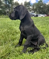 Giulia, a female Great Dane for sale in Beaver Dams, NY – 4 of 6