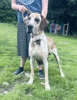 Luca, a male Great Dane for sale in Beaver Dams, NY – 6 of 6