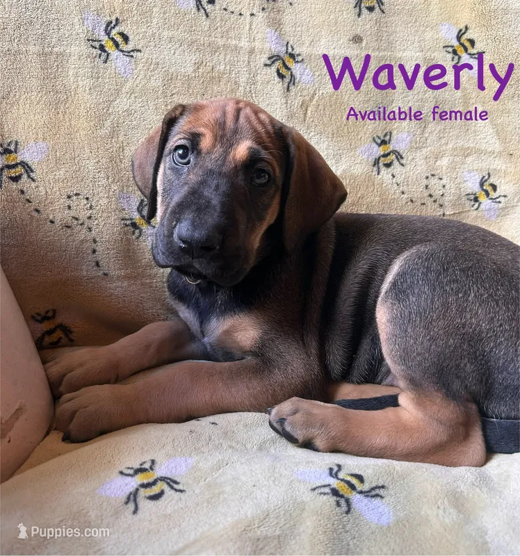 Waverly – Great Dane puppy for sale in Beaver Dams, NY