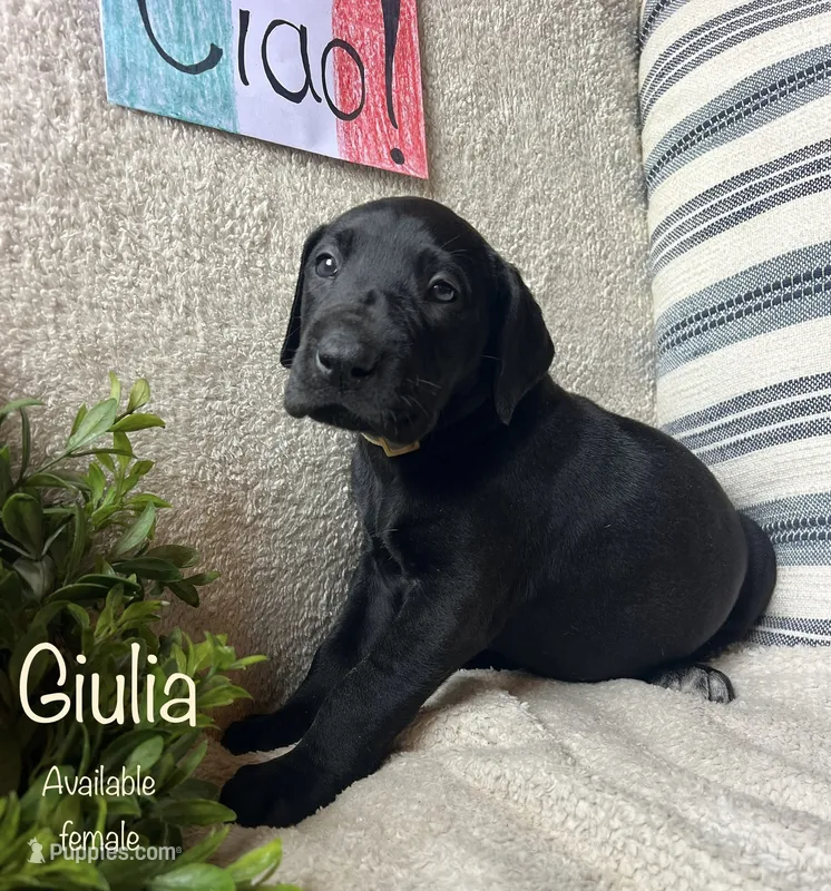 Giulia – Great Dane puppy for sale in Beaver Dams, NY