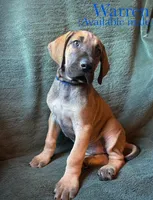 Warren, a male Great Dane for sale in Beaver Dams, NY – 3 of 8