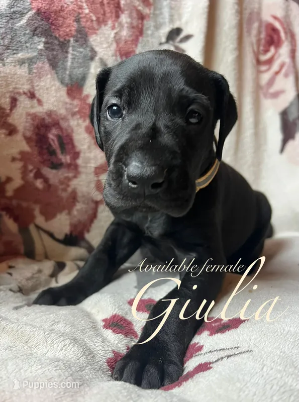 Giulia – Great Dane puppy for sale in Beaver Dams, NY