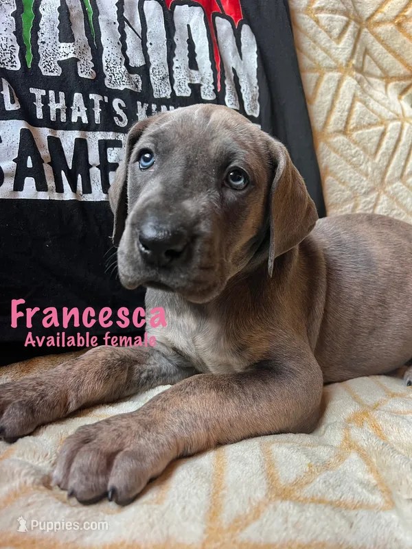Francesca  – Great Dane puppy for sale in Beaver Dams, NY