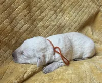 Pete, a male Labrador Retriever for sale in Beaver Dams, NY – 2 of 6