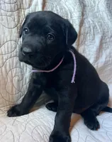 Linda, a female Labrador Retriever for sale in Beaver Dams, NY – 4 of 6