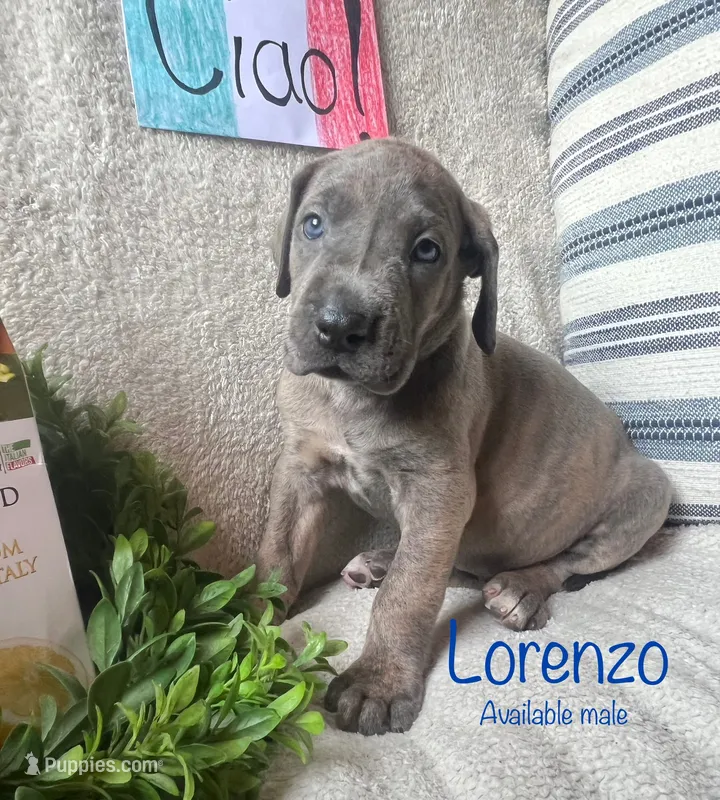 Lorenzo – Great Dane puppy for sale in Beaver Dams, NY