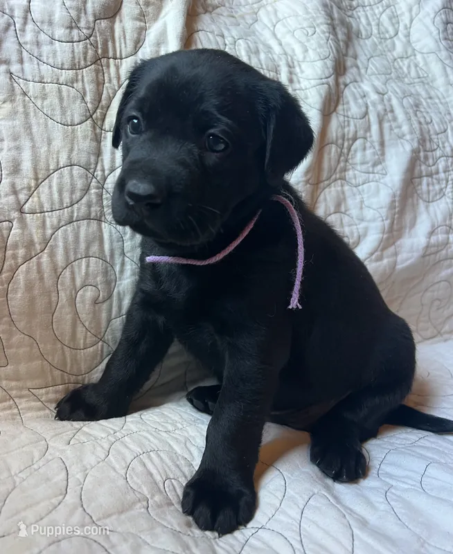 Linda – Labrador Retriever puppy for sale in Beaver Dams, NY