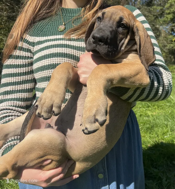 Warren – Great Dane puppy for sale in Beaver Dams, NY