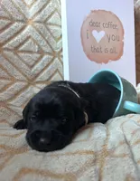 Mocha, a female Labrador Retriever for sale in Beaver Dams, NY – Photo 2 of 2