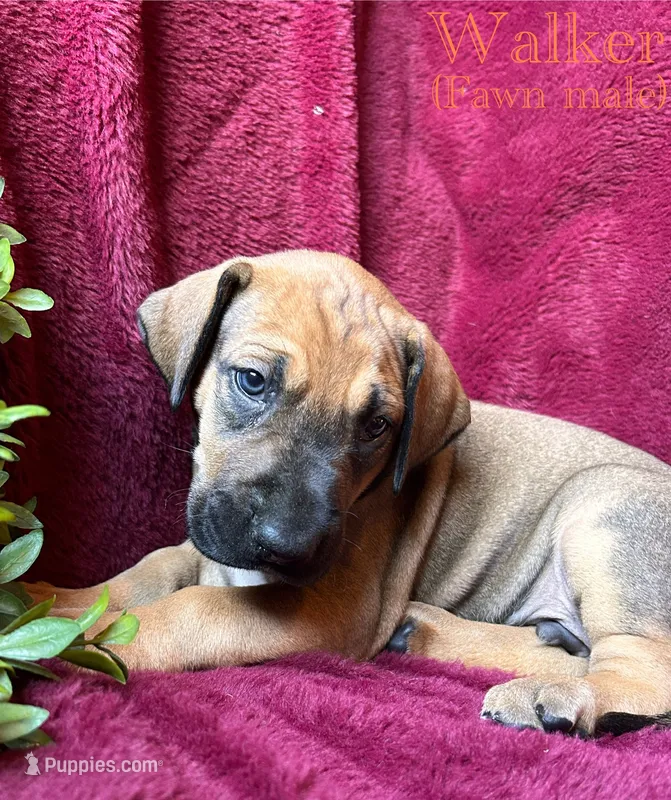 Walker – Great Dane puppy for sale in Beaver Dams, NY