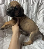 Butch Cassidy, a male Great Dane for sale in Beaver Dams, NY – Photo 2 of 6