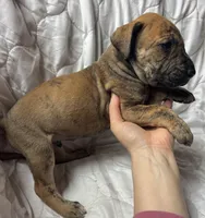 Butch Cassidy, a male Great Dane for sale in Beaver Dams, NY – Photo 4 of 6