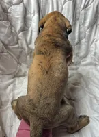 Butch Cassidy, a male Great Dane for sale in Beaver Dams, NY – Photo 3 of 6