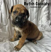 Butch Cassidy, a male Great Dane for sale in Beaver Dams, NY – Photo 1 of 6