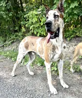 Butch Cassidy, a male Great Dane for sale in Beaver Dams, NY – Photo 6 of 6