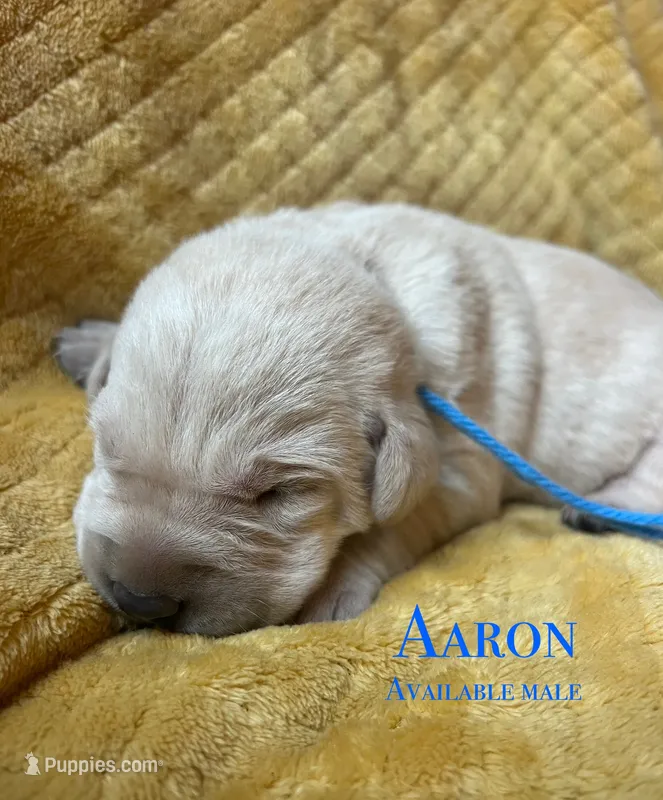 Aaron – Labrador Retriever puppy for sale in Beaver Dams, NY
