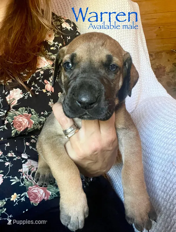Warren – Great Dane puppy for sale in Beaver Dams, NY