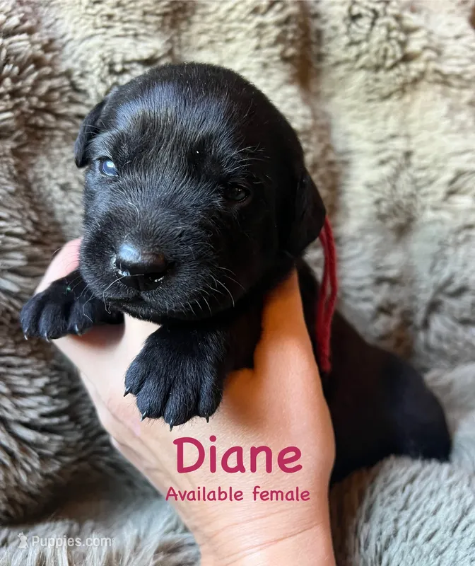 Diane – Labrador Retriever puppy for sale in Beaver Dams, NY