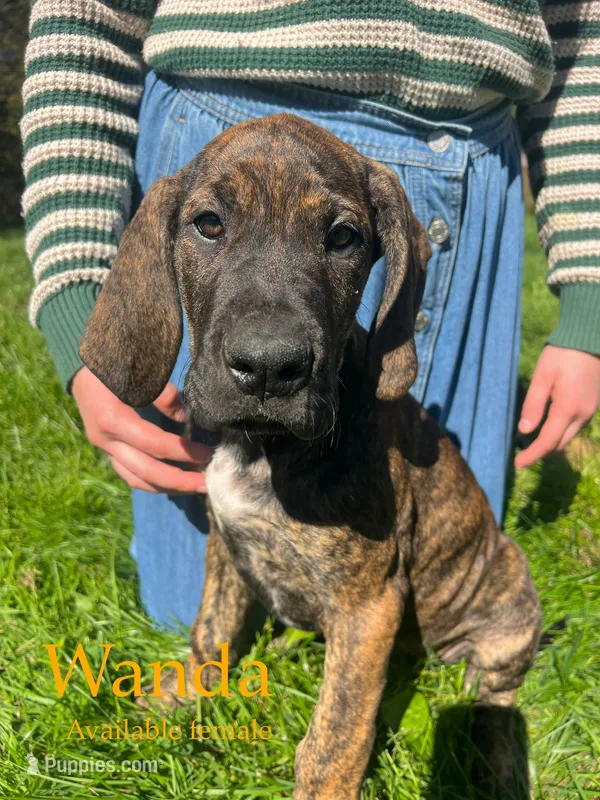 Wanda – Great Dane puppy for sale in Beaver Dams, NY