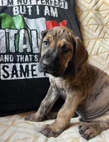Luca, a male Great Dane for sale in Beaver Dams, NY – 4 of 6