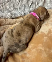 Hopparoo, a female Great Dane for sale in Beaver Dams, NY – 2 of 5