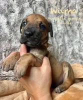 Wilma, a female Great Dane for sale in Beaver Dams, NY – 1 of 5