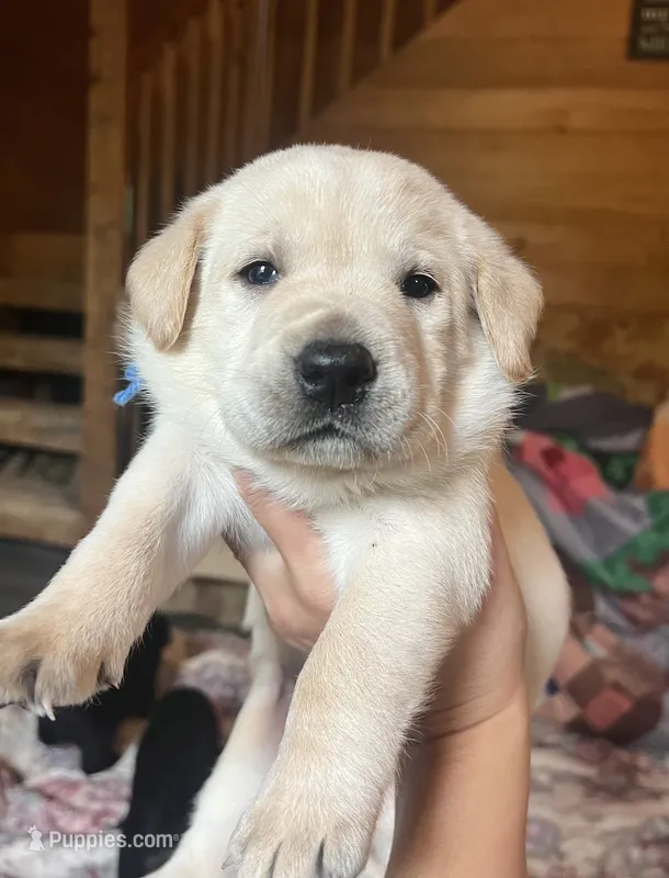 Aaron – Labrador Retriever puppy for sale in Beaver Dams, NY