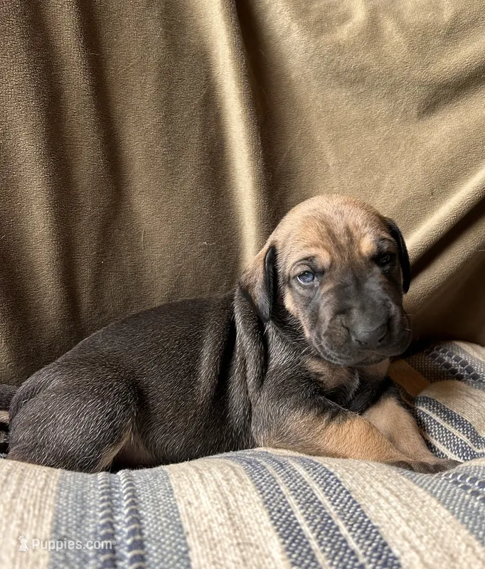 Waverly – Great Dane puppy for sale in Beaver Dams, NY